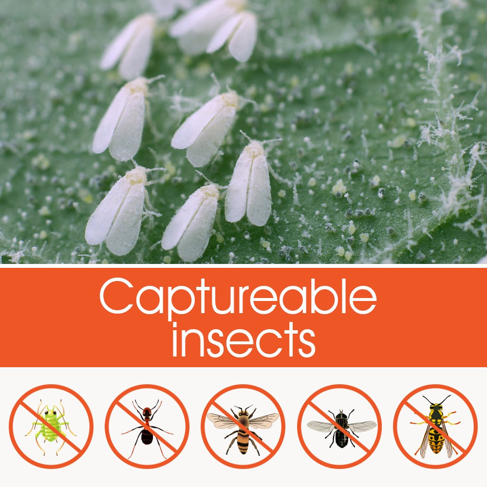 Aphid Glue Trap | WBM Home