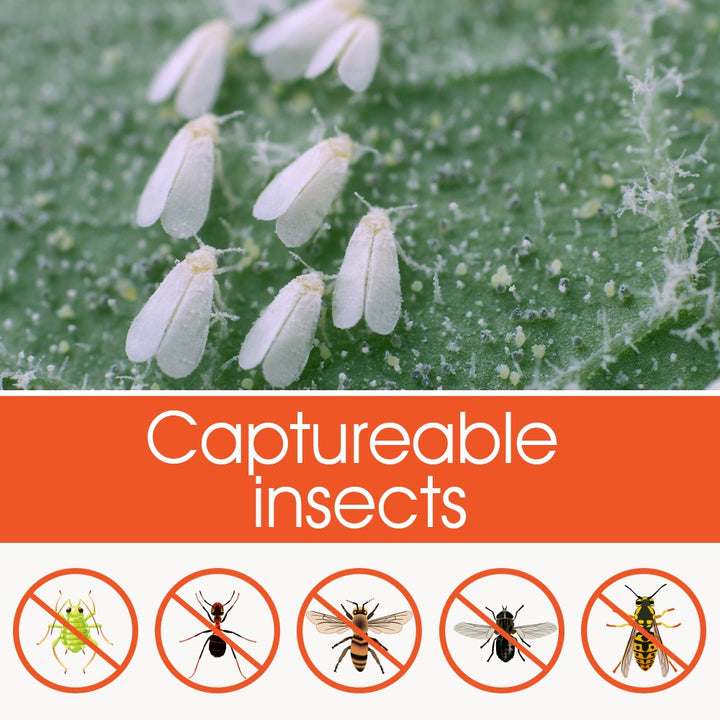 Aphid Glue Trap | WBM Home