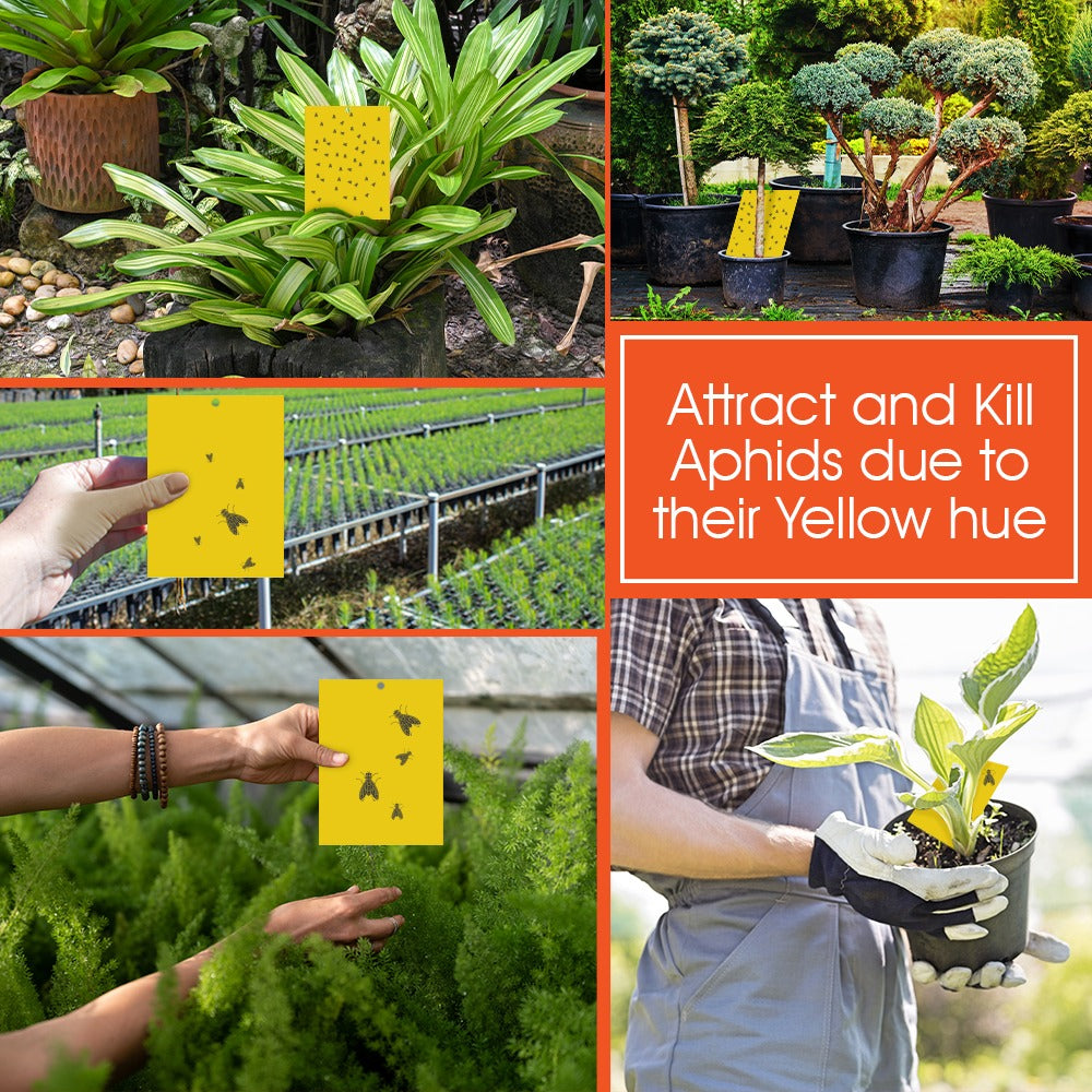 Aphid Glue Trap | WBM Home