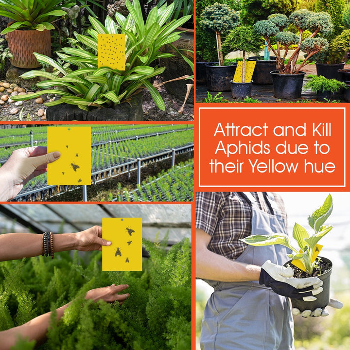 Aphid Glue Trap | WBM Home
