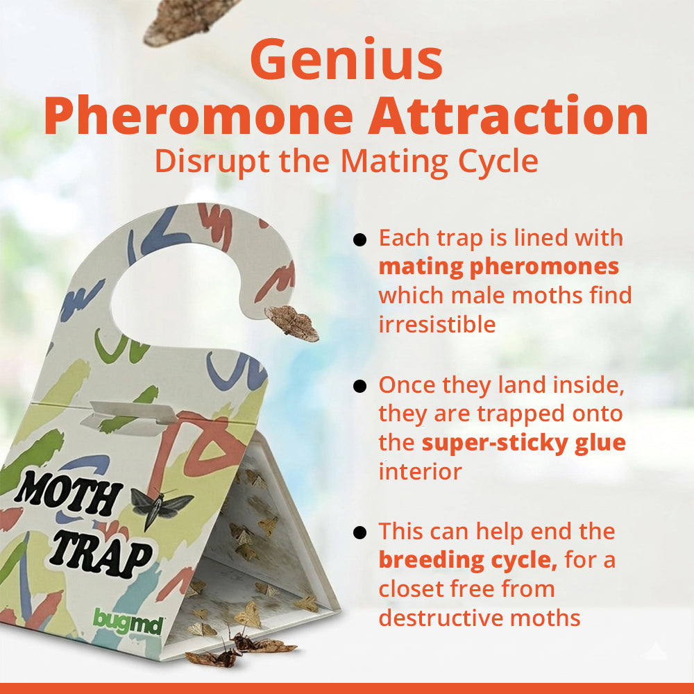 Cloth Moth Trap - 2 Pcs | WBM Home
